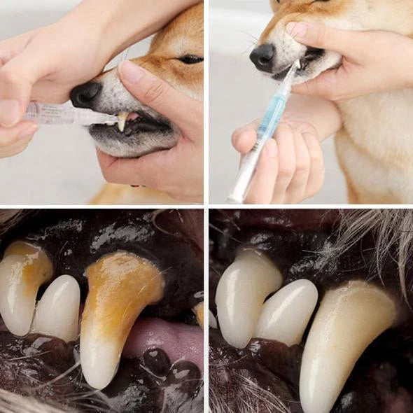 Caneta limpadora de dentes para Pets Caneta limpadora de dentes para Pets Importe Go 