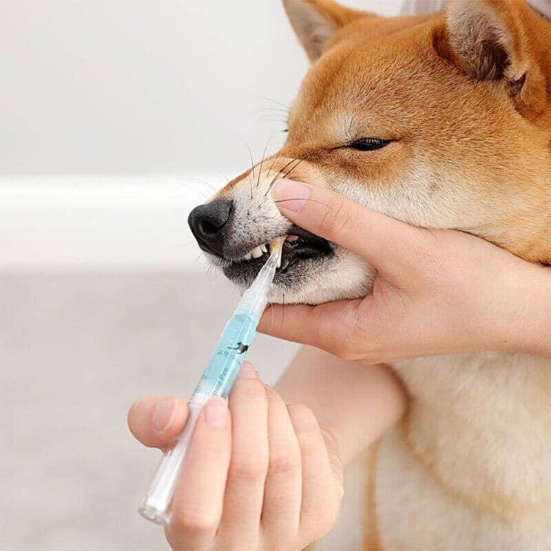 Caneta limpadora de dentes para Pets Importe Go 